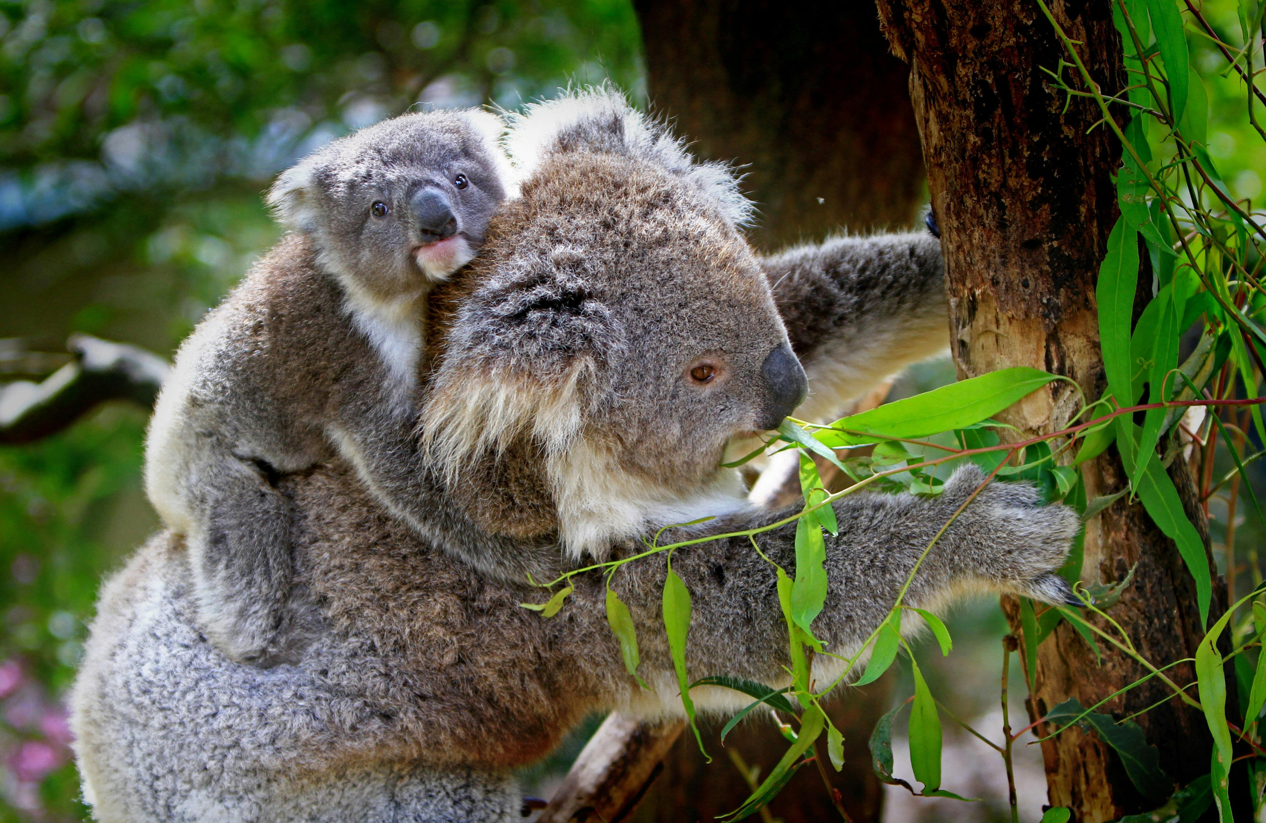 Коала