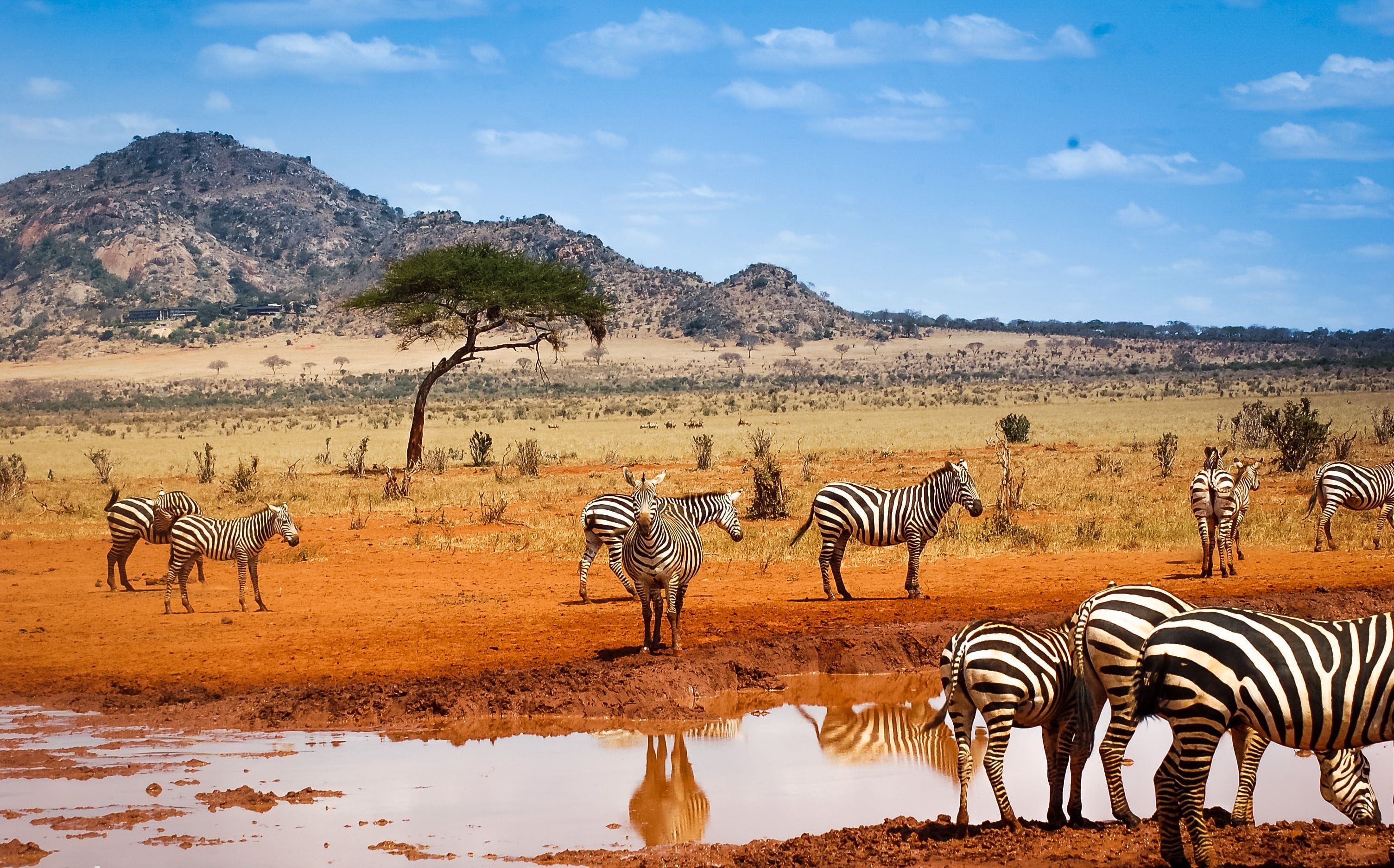 Африки животный география. Кения сафари. Кения Саванна. ЮАР сафари. Танзания сафари.